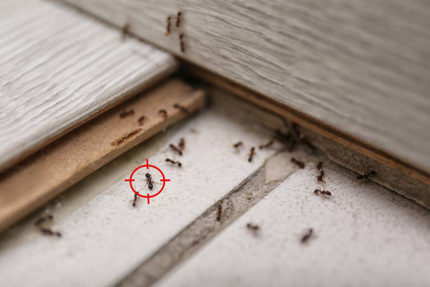 Best Best Pest Control Companies  in Yarrow Point, WA