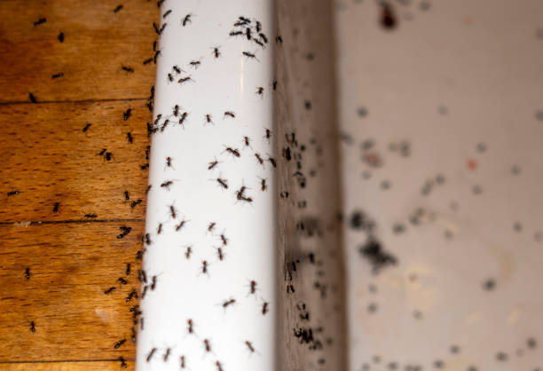 Insect Control in Yarrow Point, WA